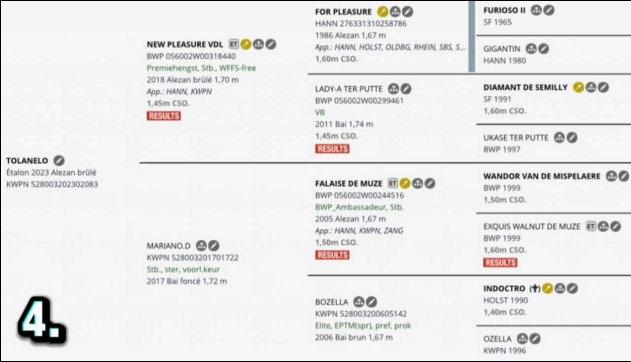 Stallion KWPN Dutch Warmblood For sale 2023 Chesnut