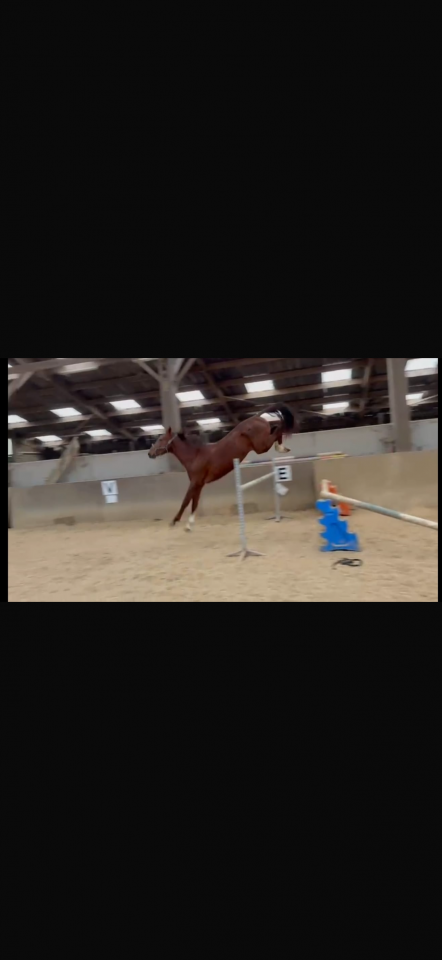 Stallion KWPN Dutch Warmblood For sale 2023 Chesnut