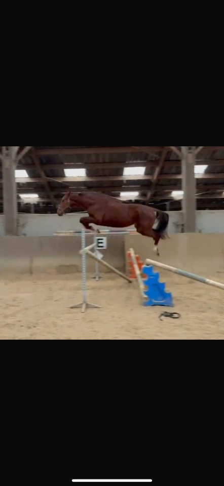 Stallion KWPN Dutch Warmblood For sale 2023 Chesnut