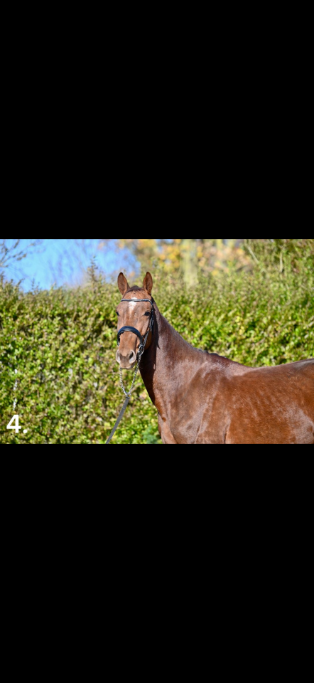 Stallion KWPN Dutch Warmblood For sale 2023 Chesnut