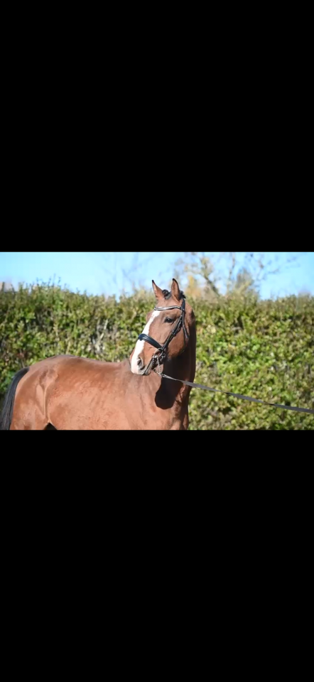 Stallion KWPN Dutch Warmblood For sale 2023 Chesnut