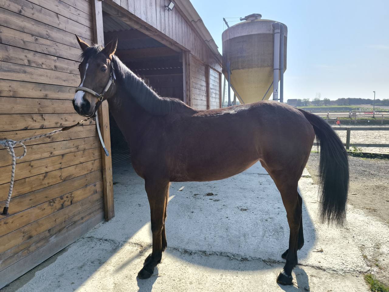Mare AQPS For sale 2018 Bay
