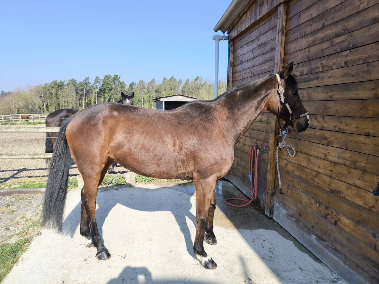 Mare AQPS For sale 2018 Bay