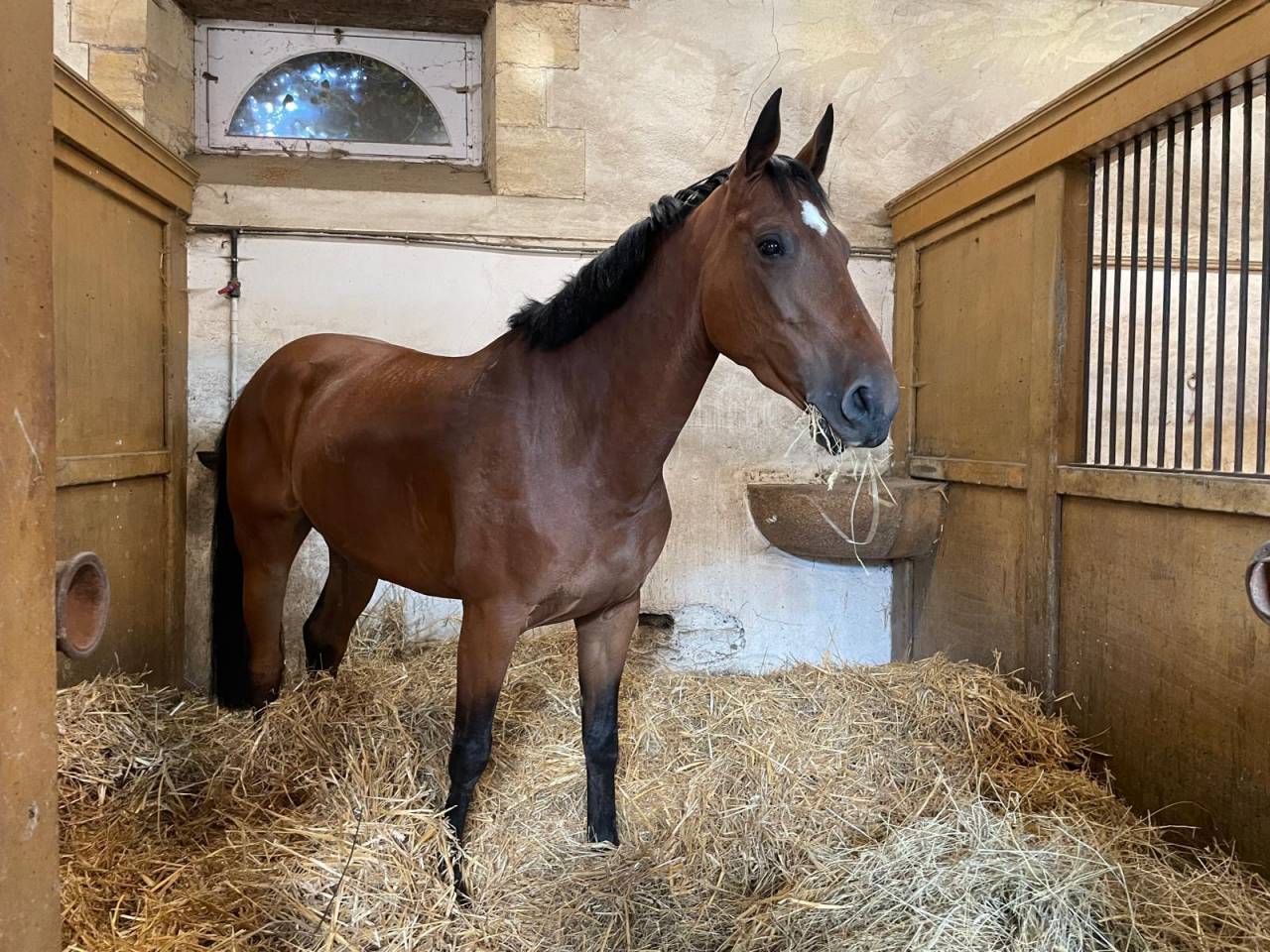 Mare sBs Belgian Warmblood For sale 2018 Bay