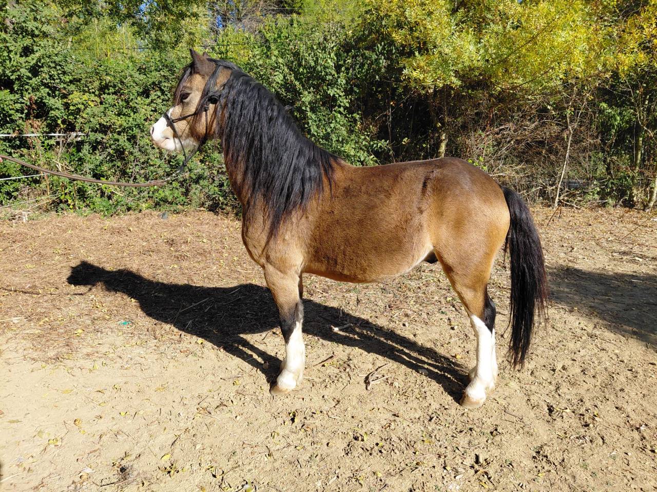 Gelding Welsh Pony (Section A) For sale 2018 Buckskin