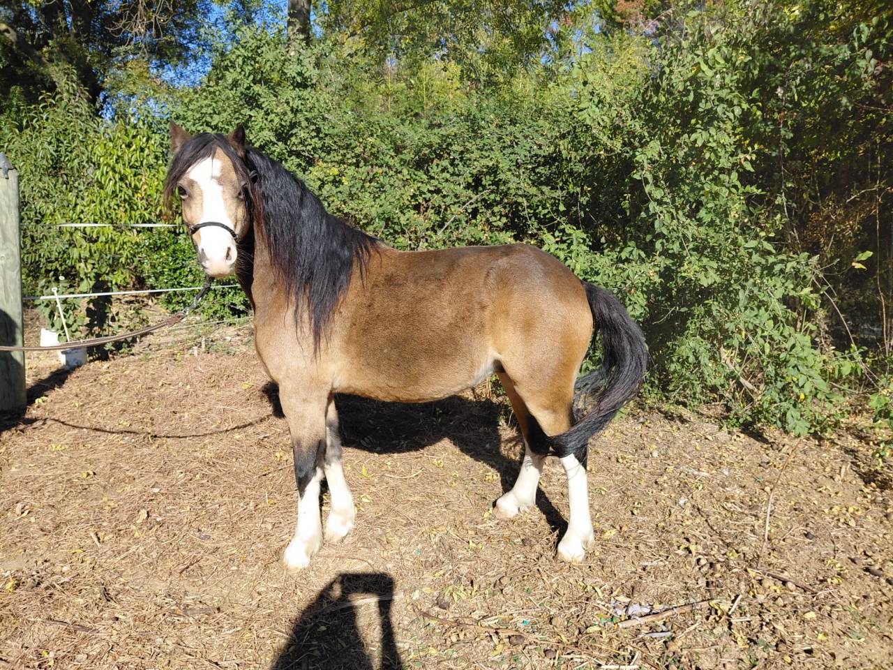 Gelding Welsh Pony (Section A) For sale 2018 Buckskin