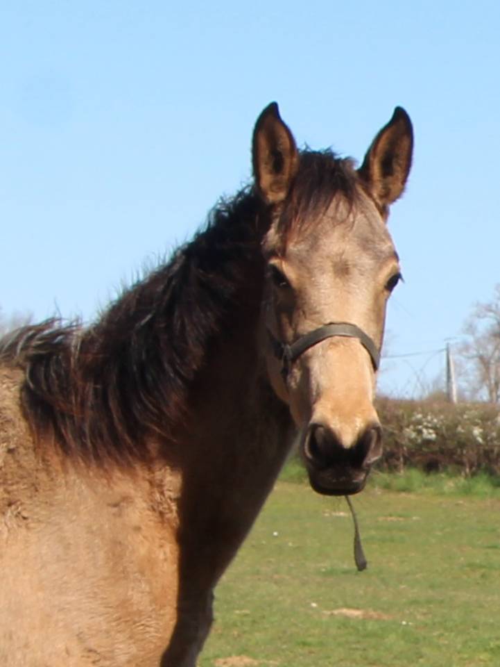 Filly Selle Fran&ccedil;ais For sale 2025 Buckskin