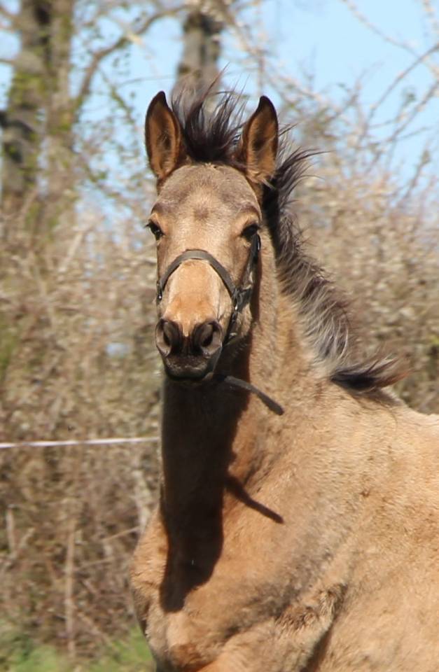 Filly Selle Fran&ccedil;ais For sale 2025 Buckskin