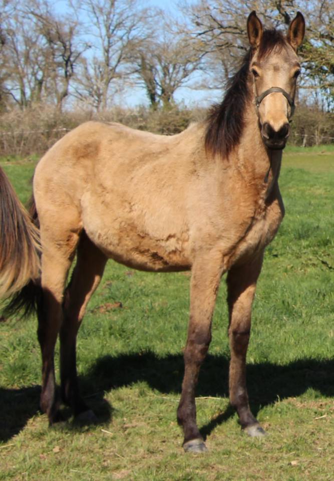 Filly Selle Fran&ccedil;ais For sale 2025 Buckskin