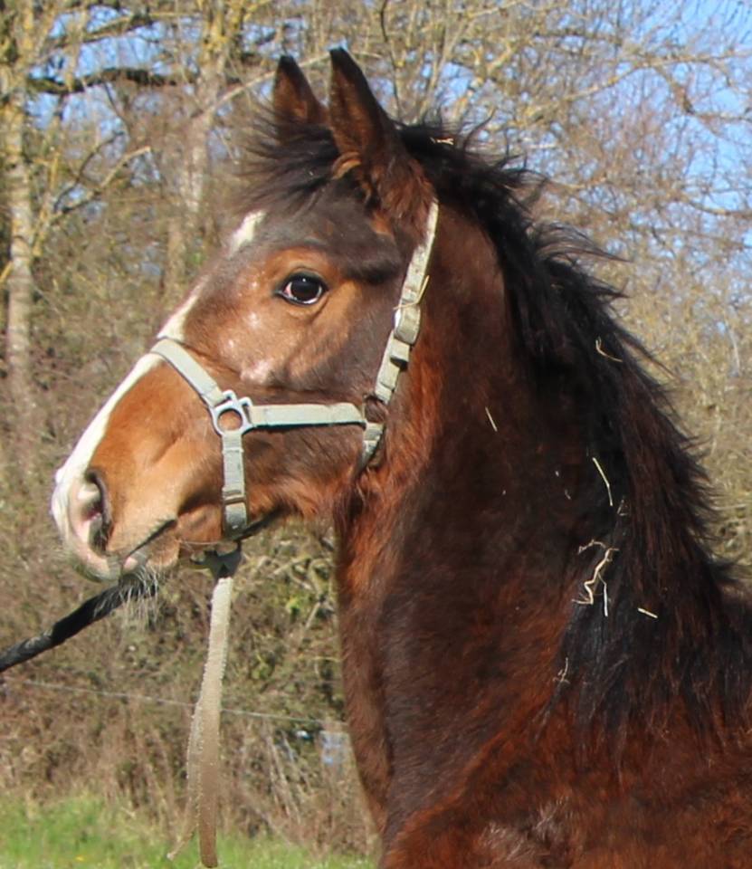 Colt Selle Fran&ccedil;ais For sale 2025 Bay