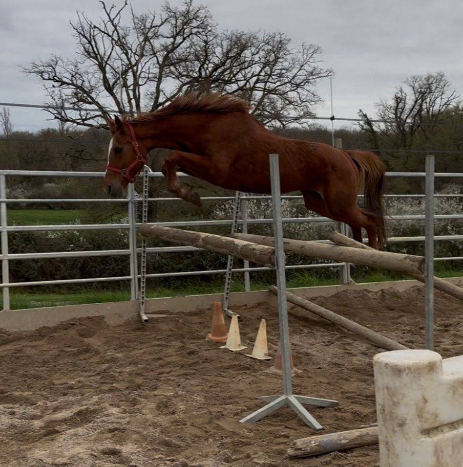 Mare Selle Fran&ccedil;ais For sale 2020 Chesnut