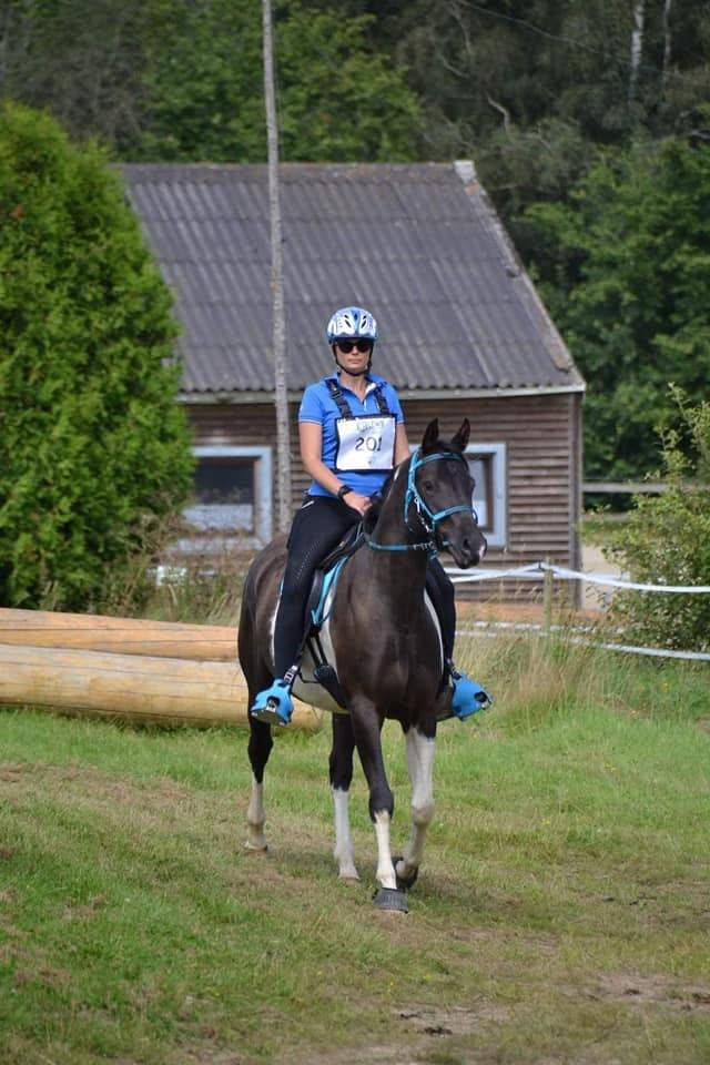 Gelding Arabian Half Blood For sale 2017 Tobiano