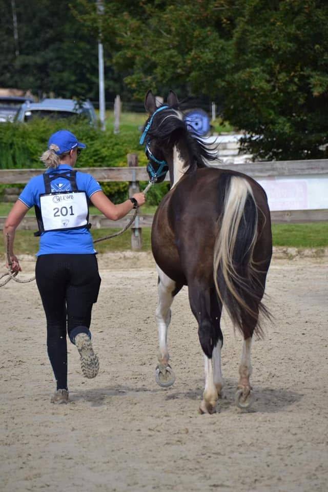 Gelding Arabian Half Blood For sale 2017 Tobiano