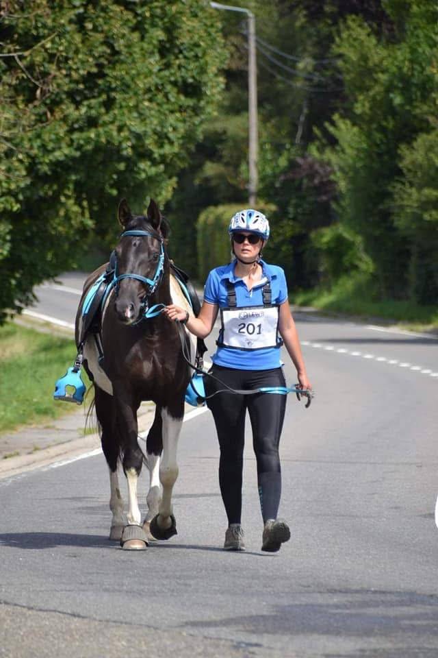 Gelding Arabian Half Blood For sale 2017 Tobiano