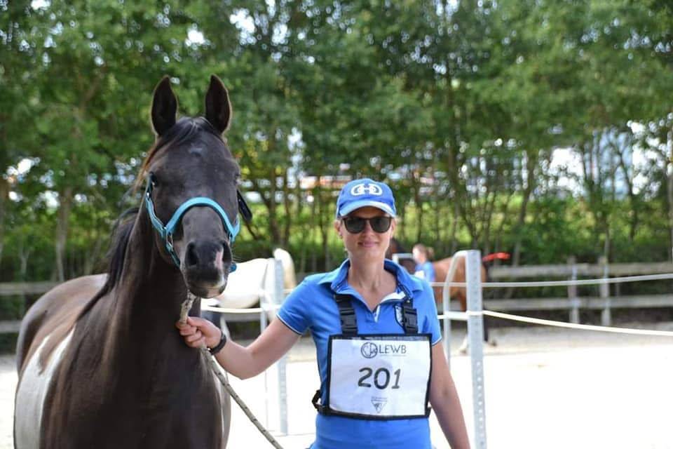 Gelding Arabian Half Blood For sale 2017 Tobiano