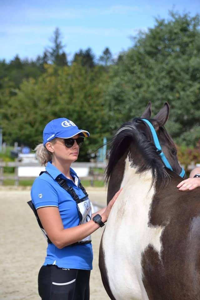 Gelding Arabian Half Blood For sale 2017 Tobiano