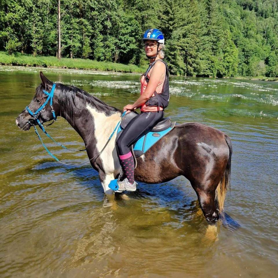 Gelding Arabian Half Blood For sale 2017 Tobiano