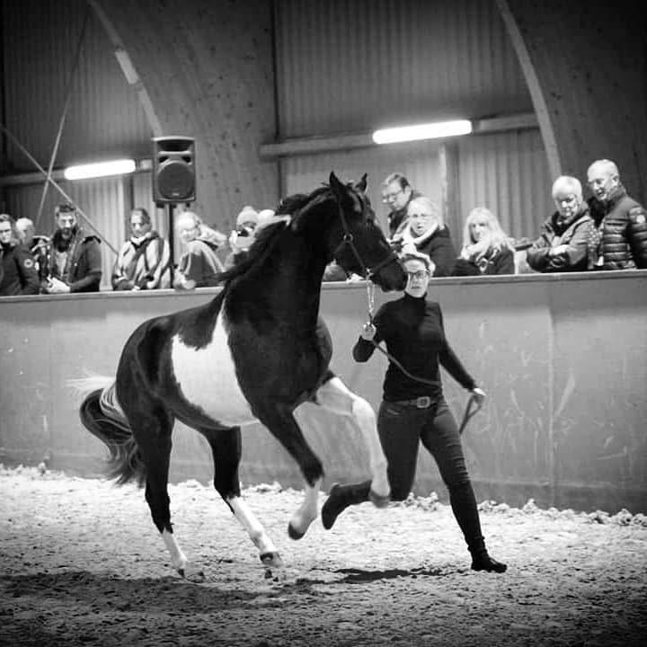 Gelding Arabian Half Blood For sale 2017 Tobiano