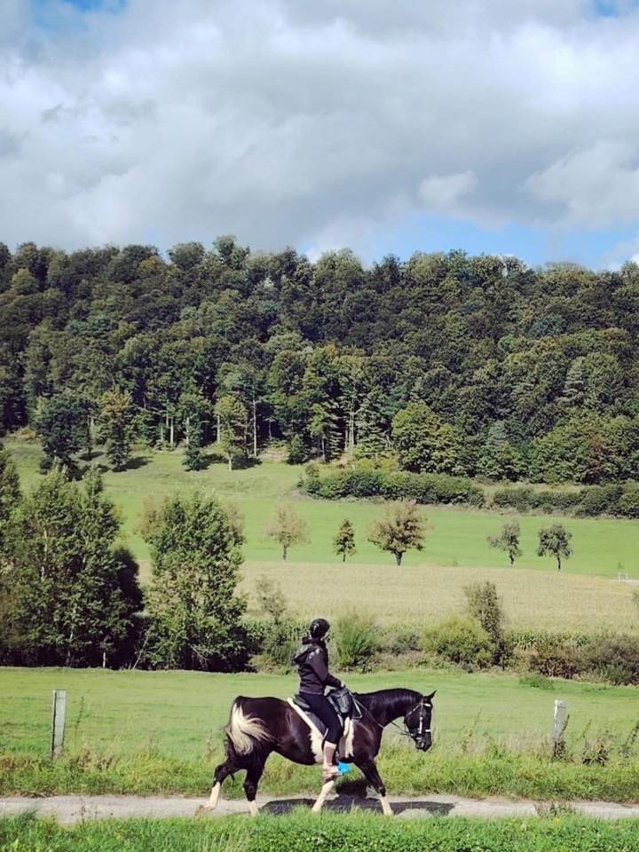 Gelding Arabian Half Blood For sale 2017 Tobiano