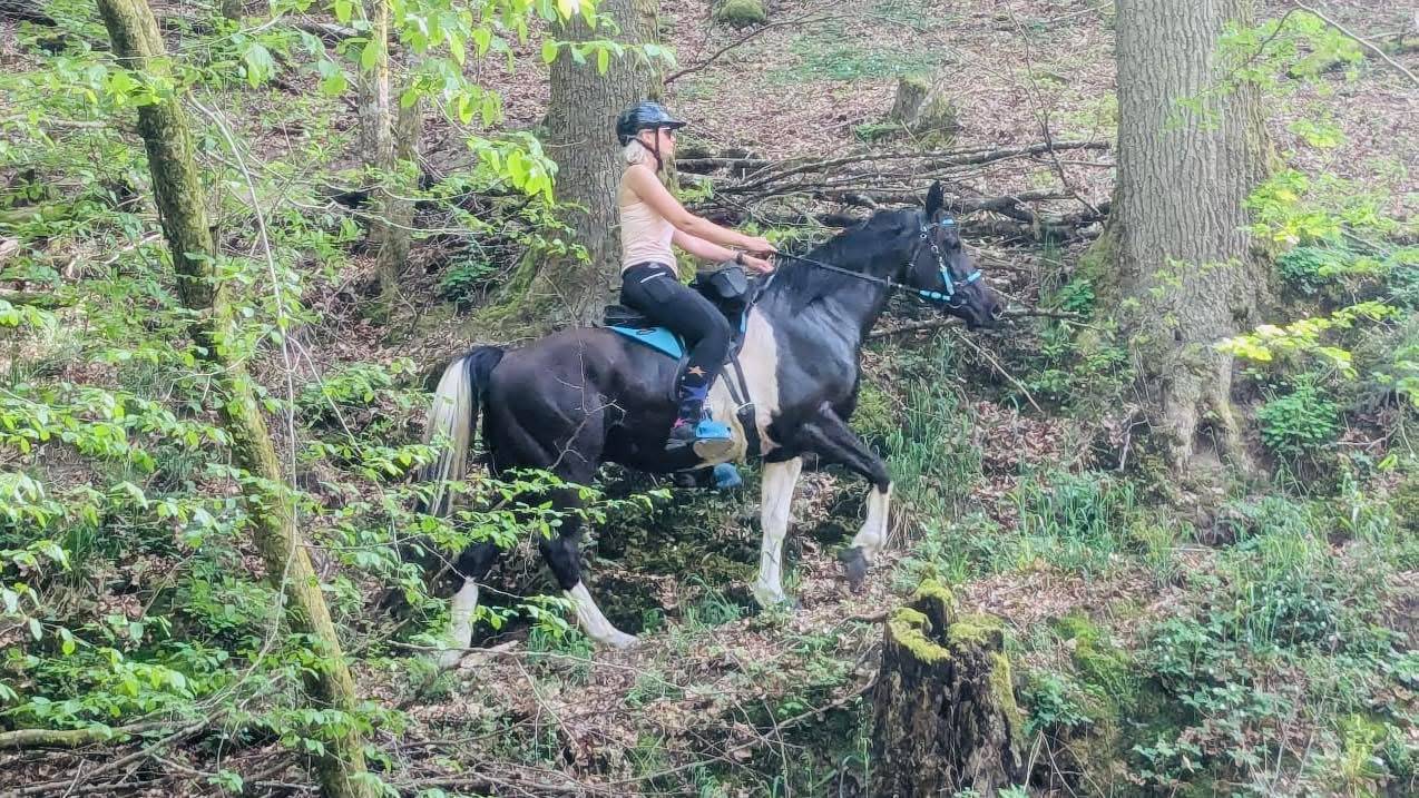 Gelding Arabian Half Blood For sale 2017 Tobiano