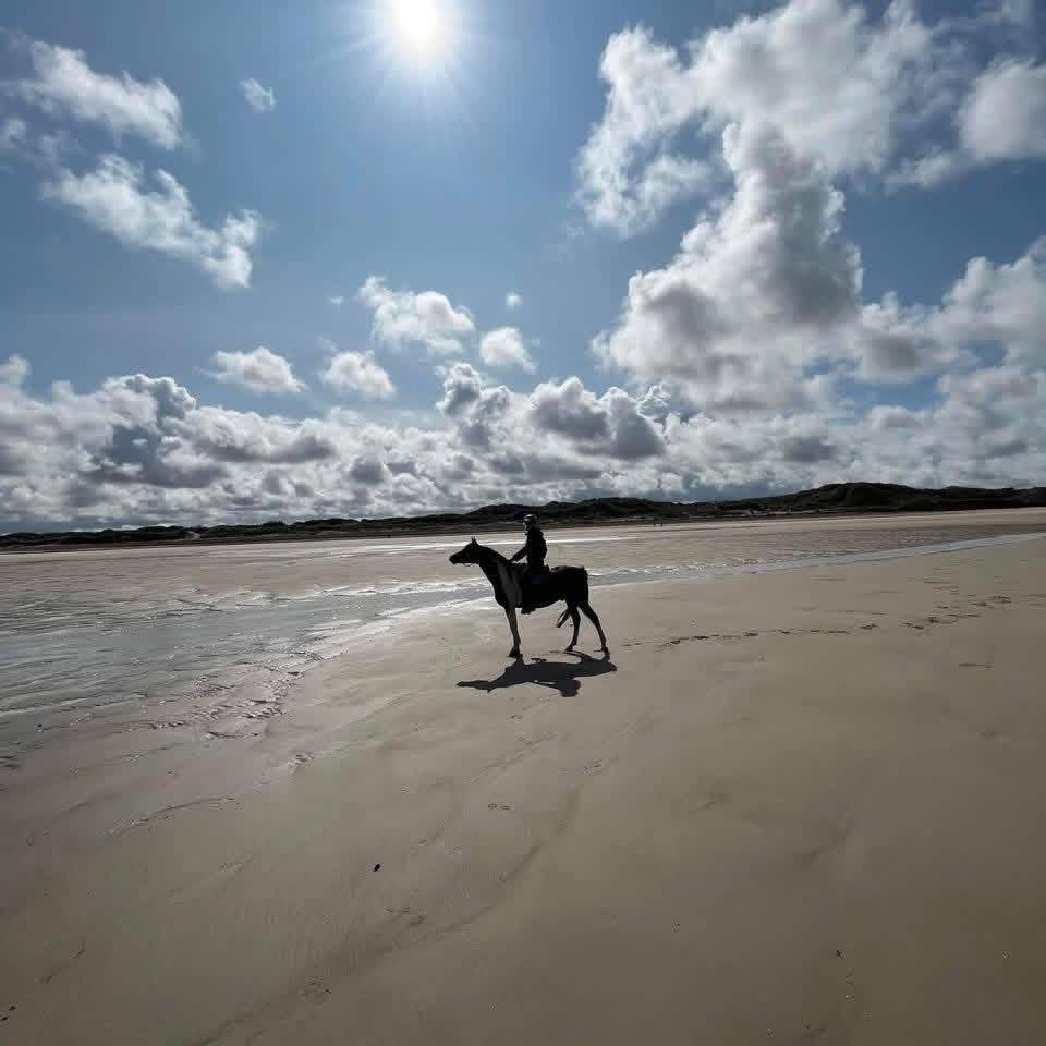 Gelding Arabian Half Blood For sale 2017 Tobiano