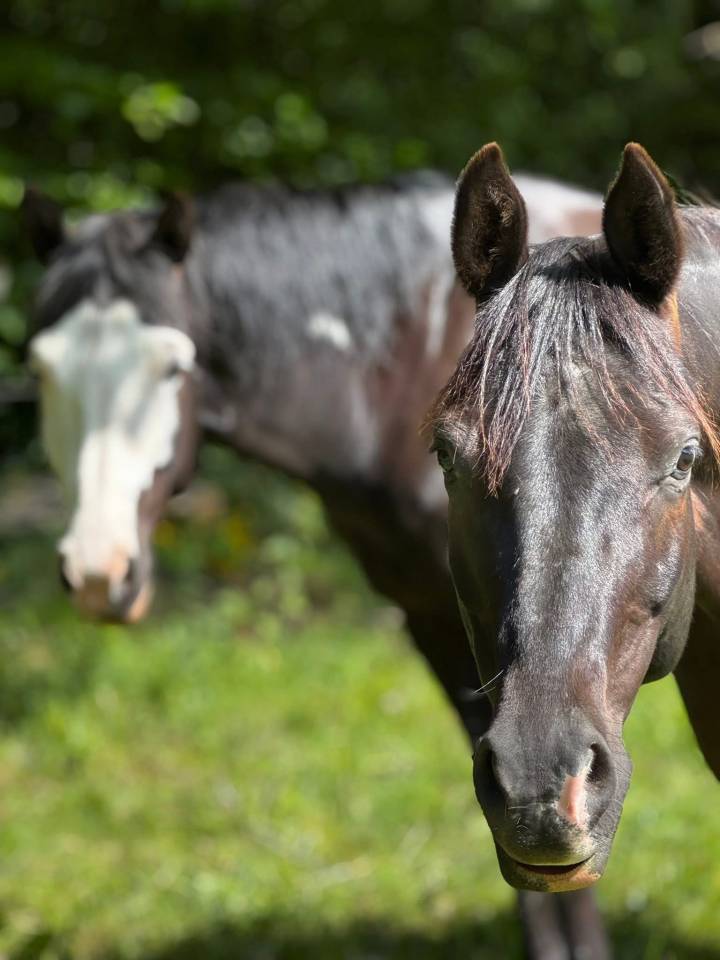 Gelding Arabian Half Blood For sale 2017 Tobiano
