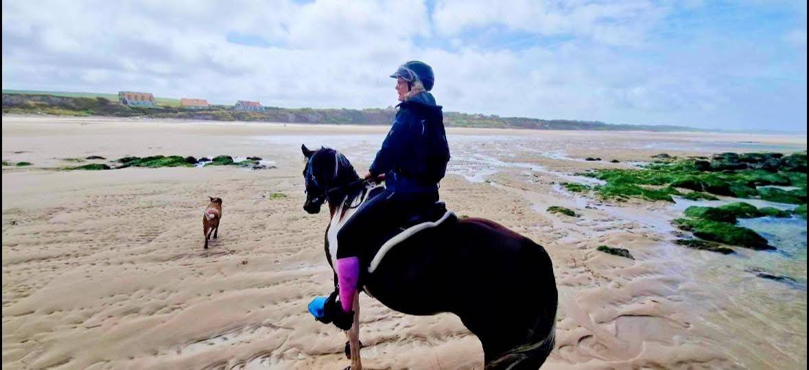 Gelding Arabian Half Blood For sale 2017 Tobiano