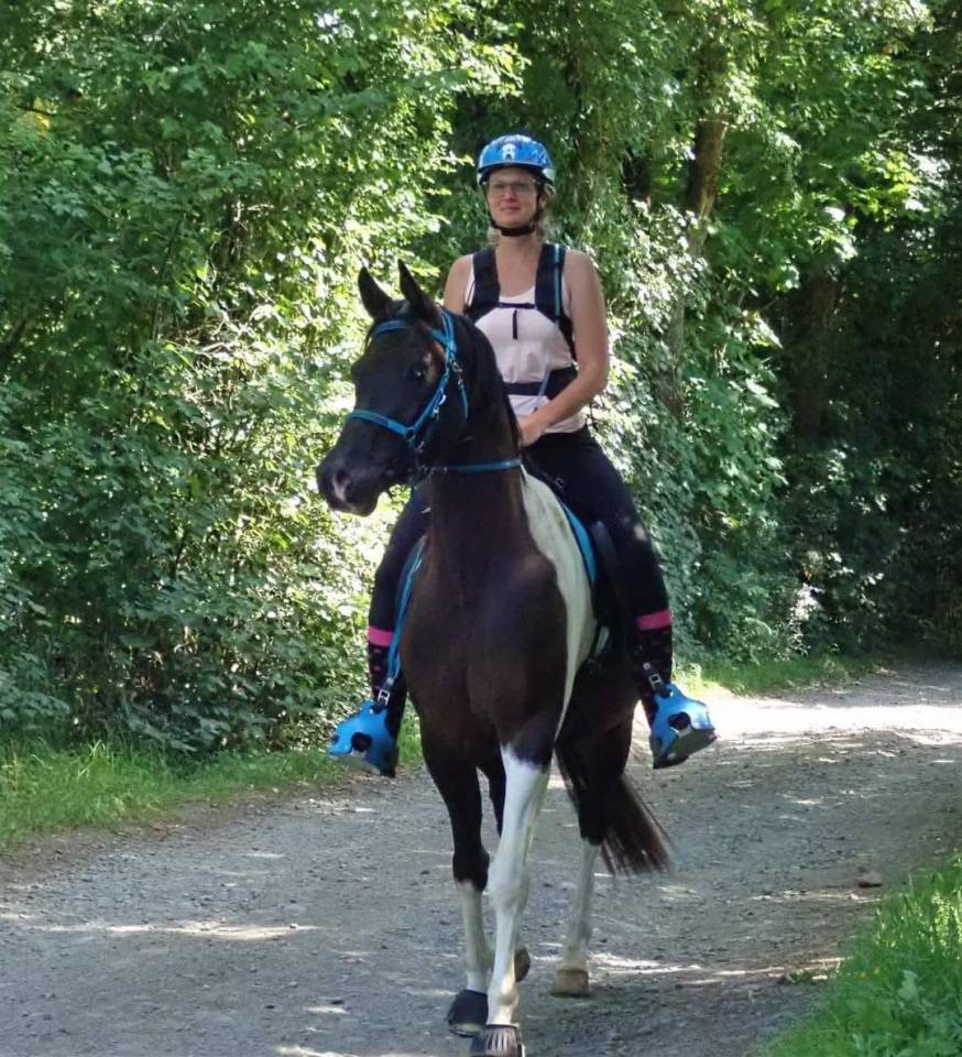 Gelding Arabian Half Blood For sale 2017 Tobiano