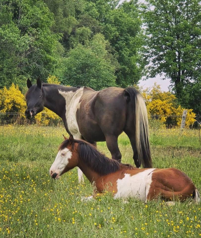 Gelding Arabian Half Blood For sale 2017 Tobiano