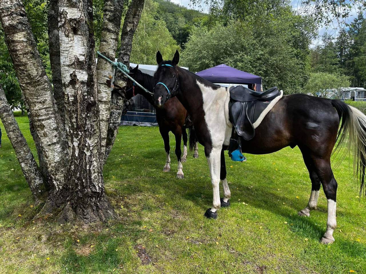 Gelding Arabian Half Blood For sale 2017 Tobiano