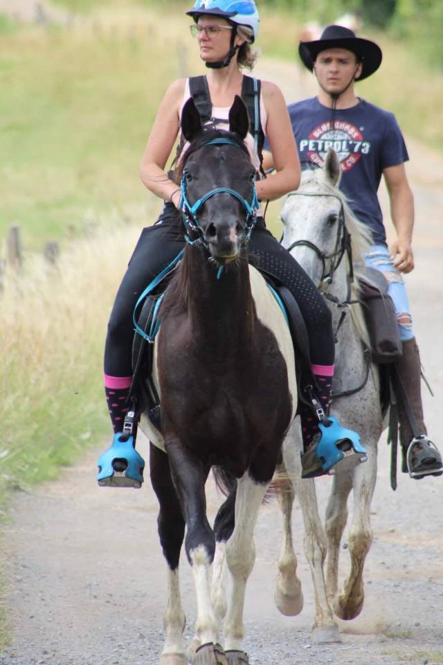 Gelding Arabian Half Blood For sale 2017 Tobiano