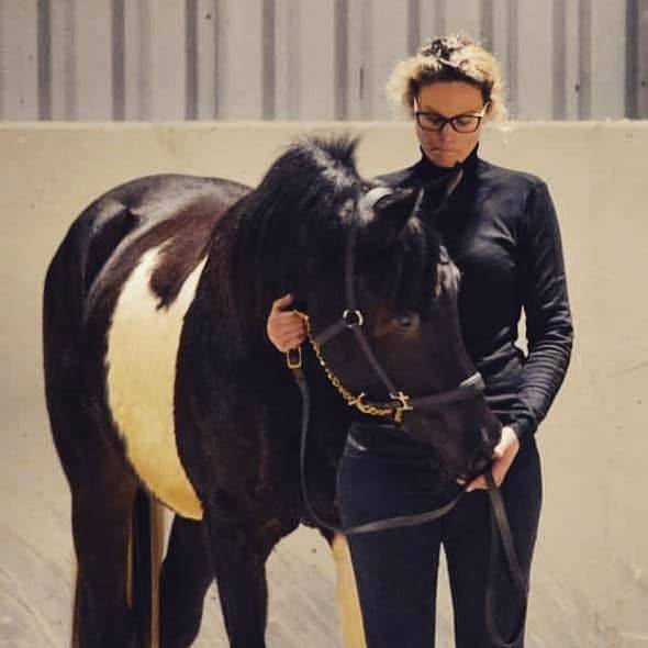 Gelding Arabian Half Blood For sale 2017 Tobiano