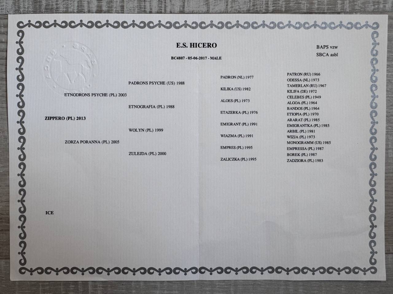 Gelding Arabian Half Blood For sale 2017 Tobiano