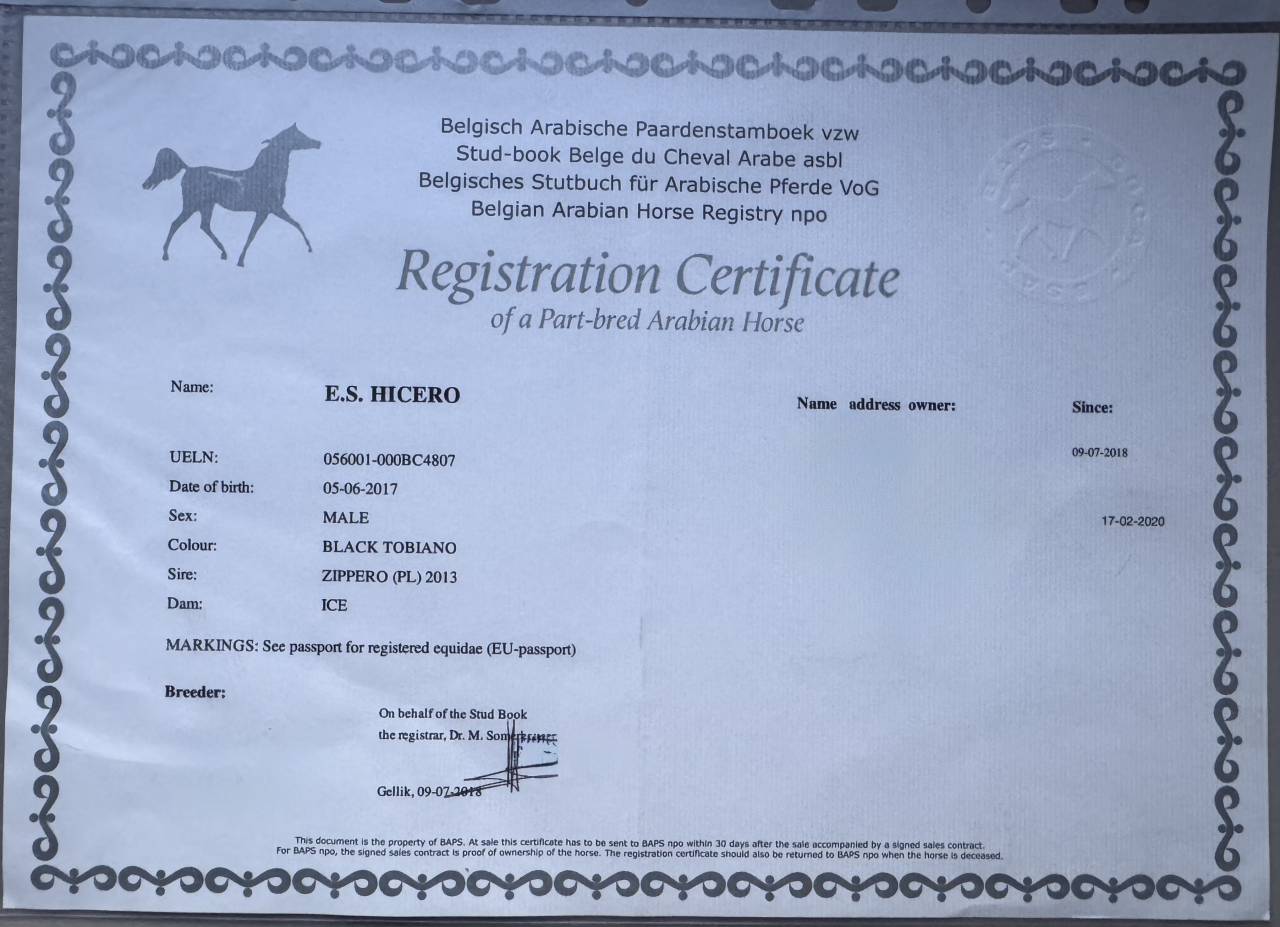 Gelding Arabian Half Blood For sale 2017 Tobiano