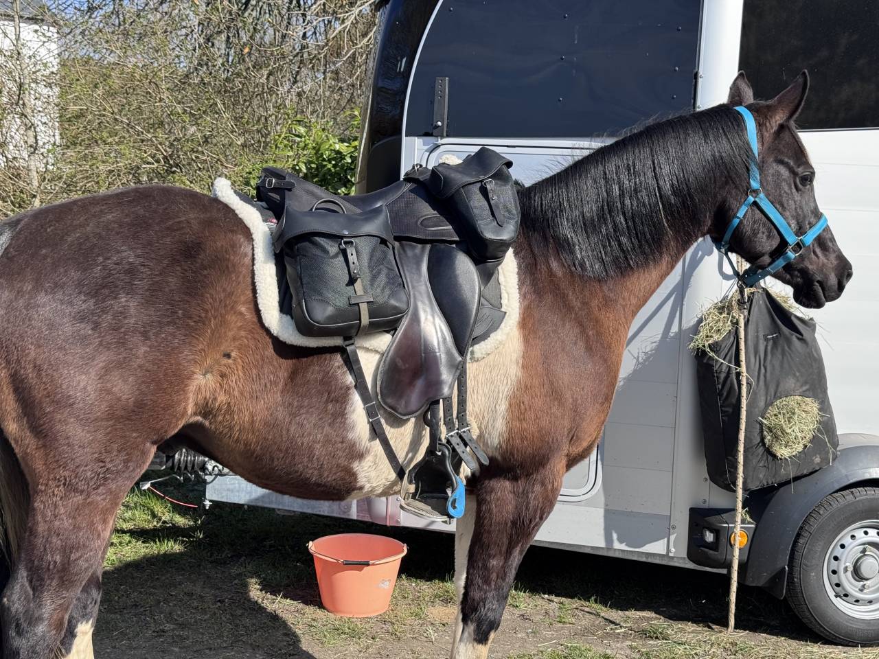 Gelding Arabian Half Blood For sale 2017 Tobiano