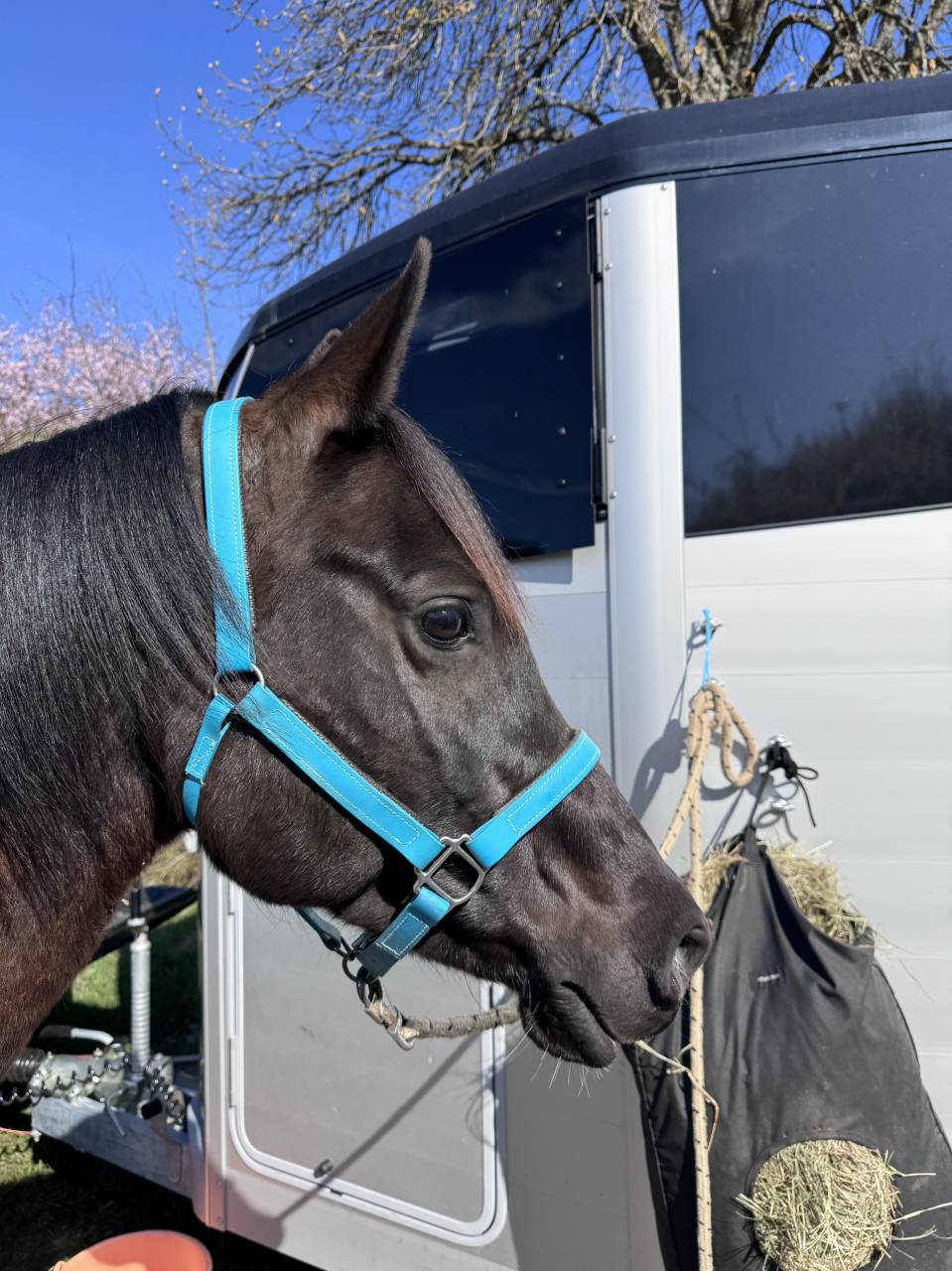 Gelding Arabian Half Blood For sale 2017 Tobiano