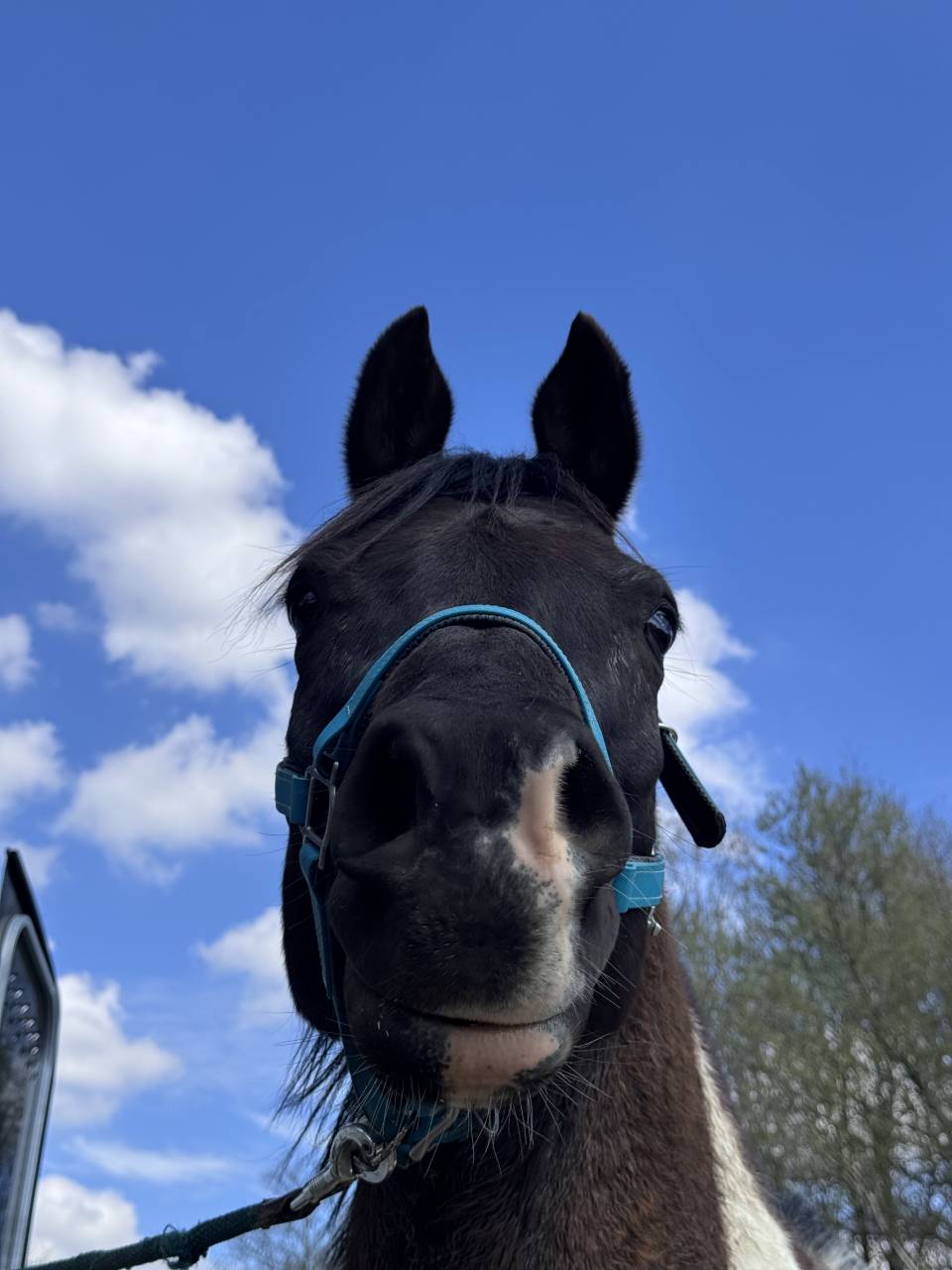 Gelding Arabian Half Blood For sale 2017 Tobiano