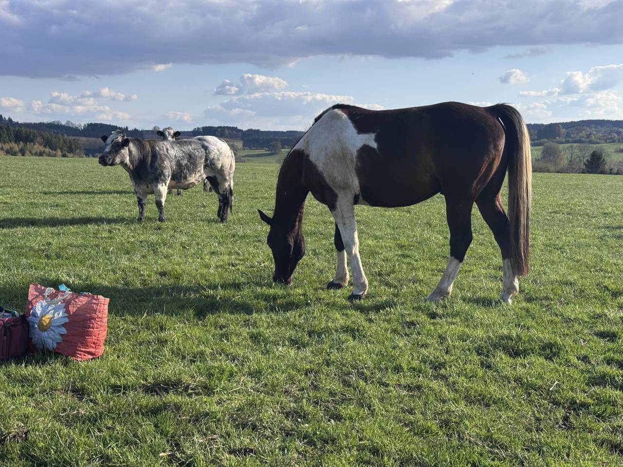 Gelding Arabian Half Blood For sale 2017 Tobiano