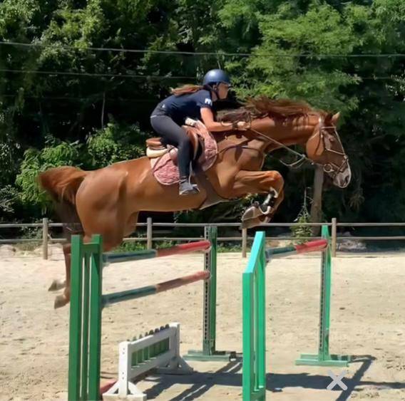 Gelding Oldenburg For sale 2019 Chesnut