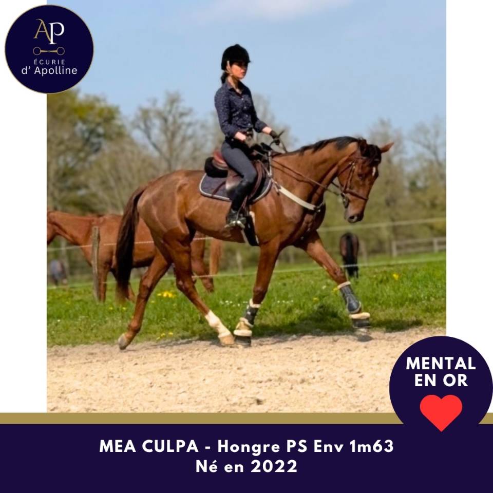 Gelding Thoroughbred For sale 2022 Bay