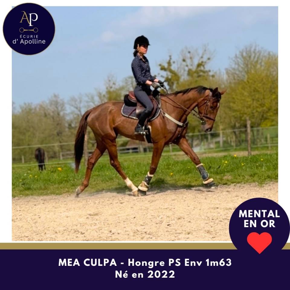 Gelding Thoroughbred For sale 2022 Bay