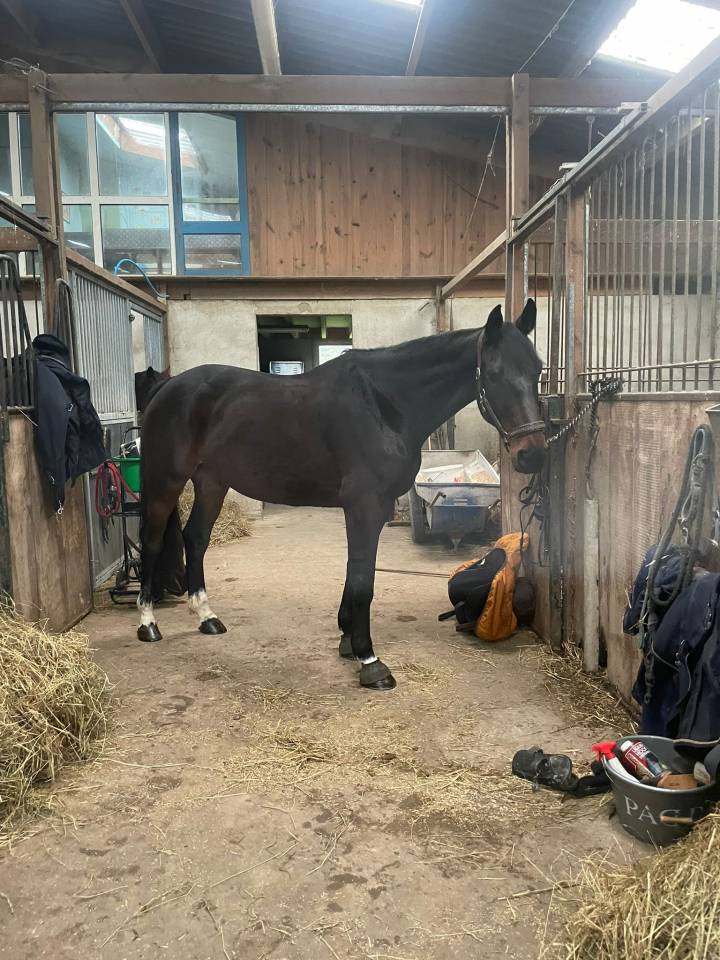 Gelding Selle Fran&ccedil;ais For sale 2019 Dark Bay
