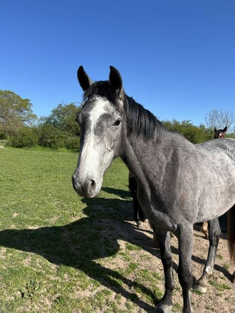 Gelding Origin Recorded For sale 2023 Grey