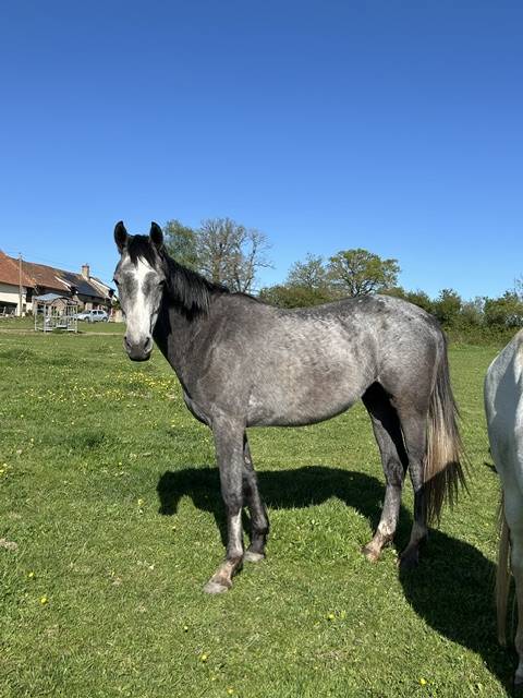 Gelding Origin Recorded For sale 2023 Grey