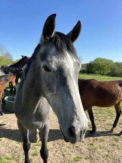 Gelding Origin Recorded For sale 2023 Grey