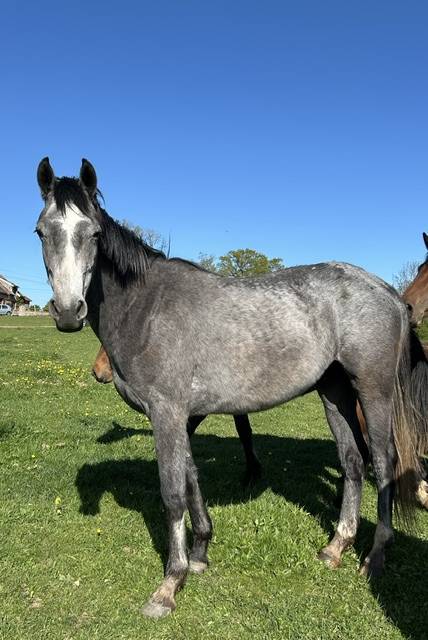 Gelding Origin Recorded For sale 2023 Grey
