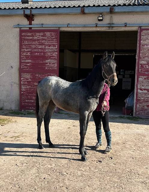 Colt Origin Recorded For sale 2025 Grey