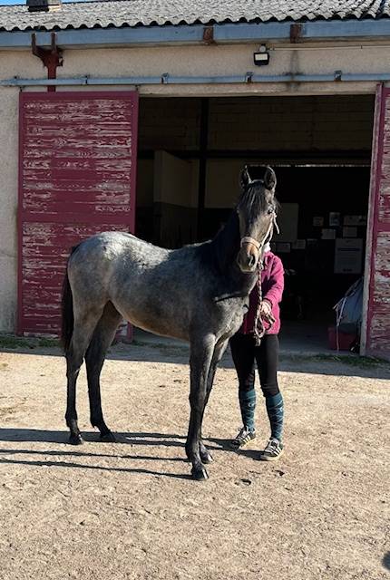 Colt Origin Recorded For sale 2025 Grey