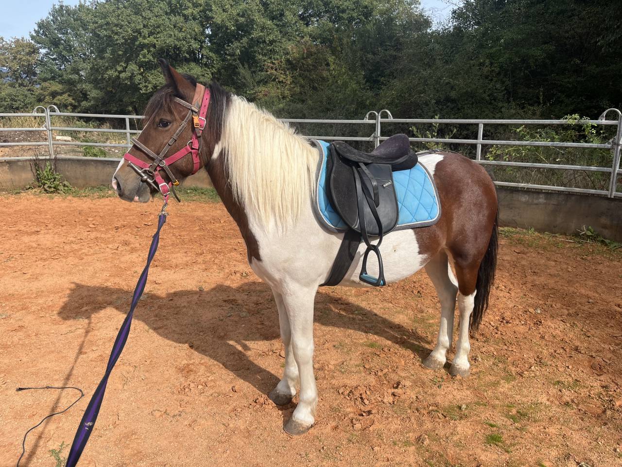 Gelding No Origin Recorded For sale 2022 Coloured