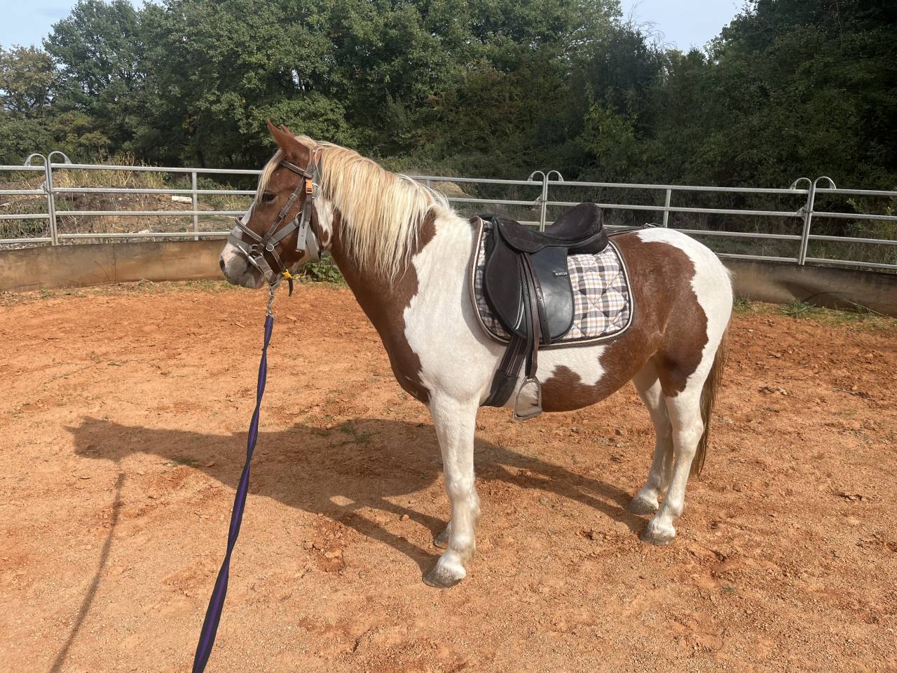 Gelding No Origin Recorded For sale 2022 Coloured